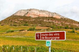 chu-dijon-biodiversite-vignoble